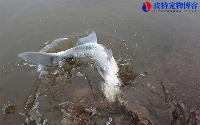 夜钓深水还是浅水，钓底还是钓浮，什么时候上鱼最佳时间