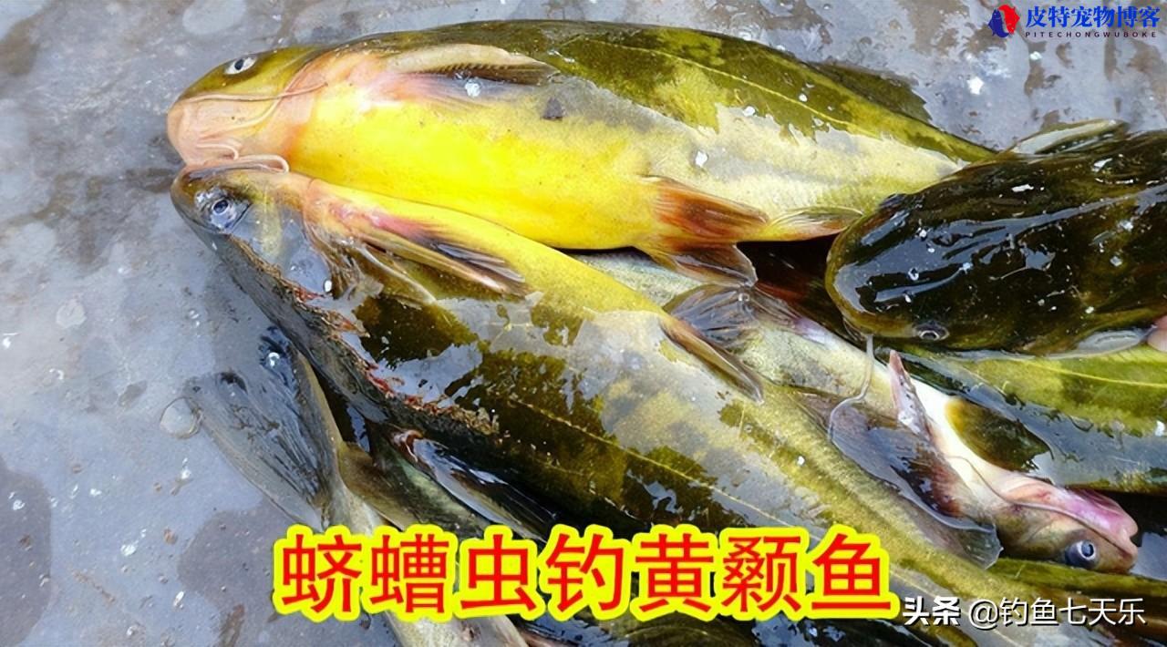 猪肝钓黄辣丁效果好吗怎么样,和蚯蚓哪个钓黄辣丁好,黄辣丁用什么好钓