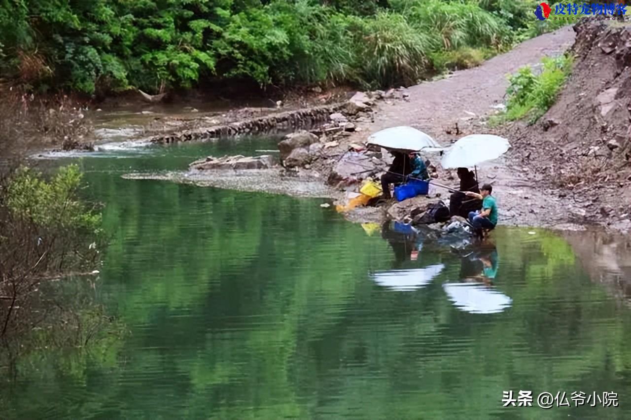 口碑最好的钓鱼小药，哪个品牌好，最有效果的钓鱼小药