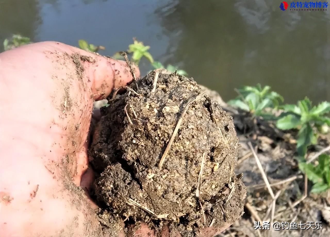 猪肝钓黄辣丁效果好吗怎么样,和蚯蚓哪个钓黄辣丁好,黄辣丁用什么好钓