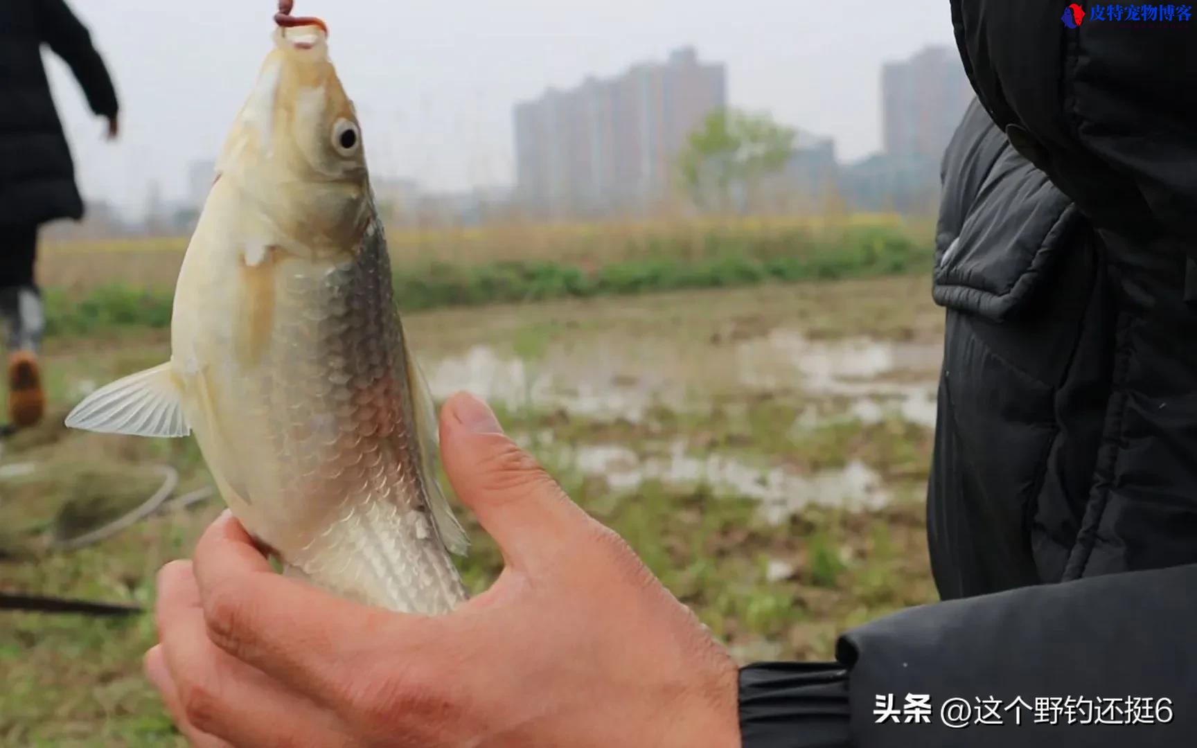 夏天西南风好钓鱼吗，在什么方位钓，钓鱼西南风一场空是真的吗