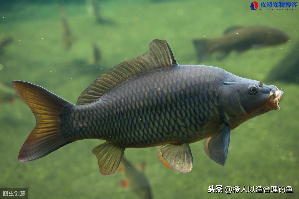 红虫液钓鱼有效果吗夏天，红虫液钓鱼的使用方法，红虫打碎开饵钓鱼怎么样