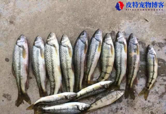 钓溪石斑鱼用什么饵料最好，用几号线和几号钩，溪石斑鱼介绍