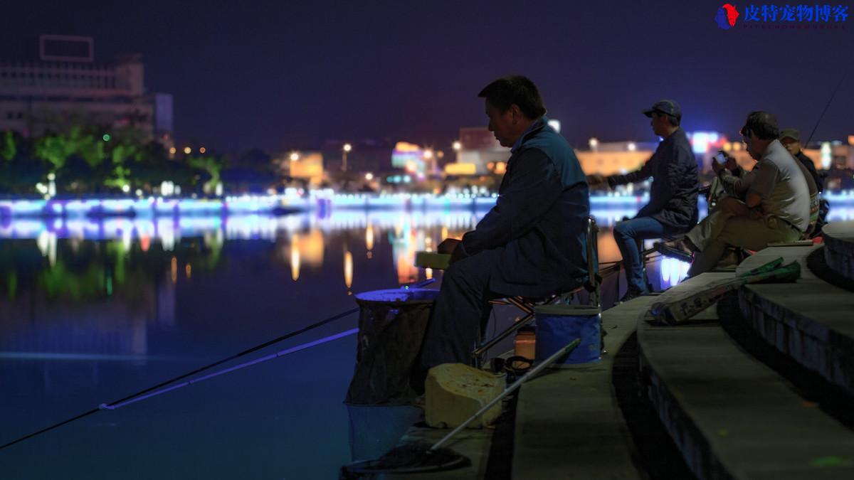 夏季晚上钓鱼没口是什么原因造成的，夏天夜钓没口怎么回事