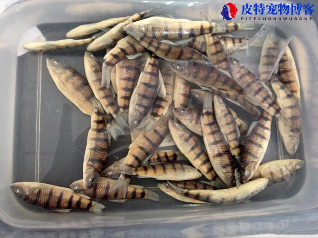 钓溪石斑鱼用什么饵料最好，用几号线和几号钩，溪石斑鱼介绍