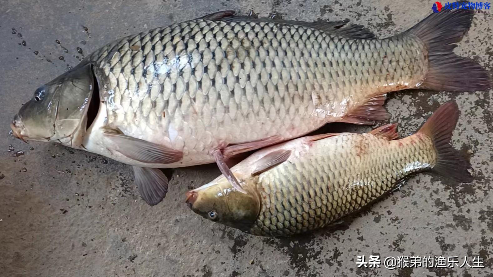 夏天阴天钓鱼钓深还是钓浅，适合钓什么鱼，夏天钓多深水合适