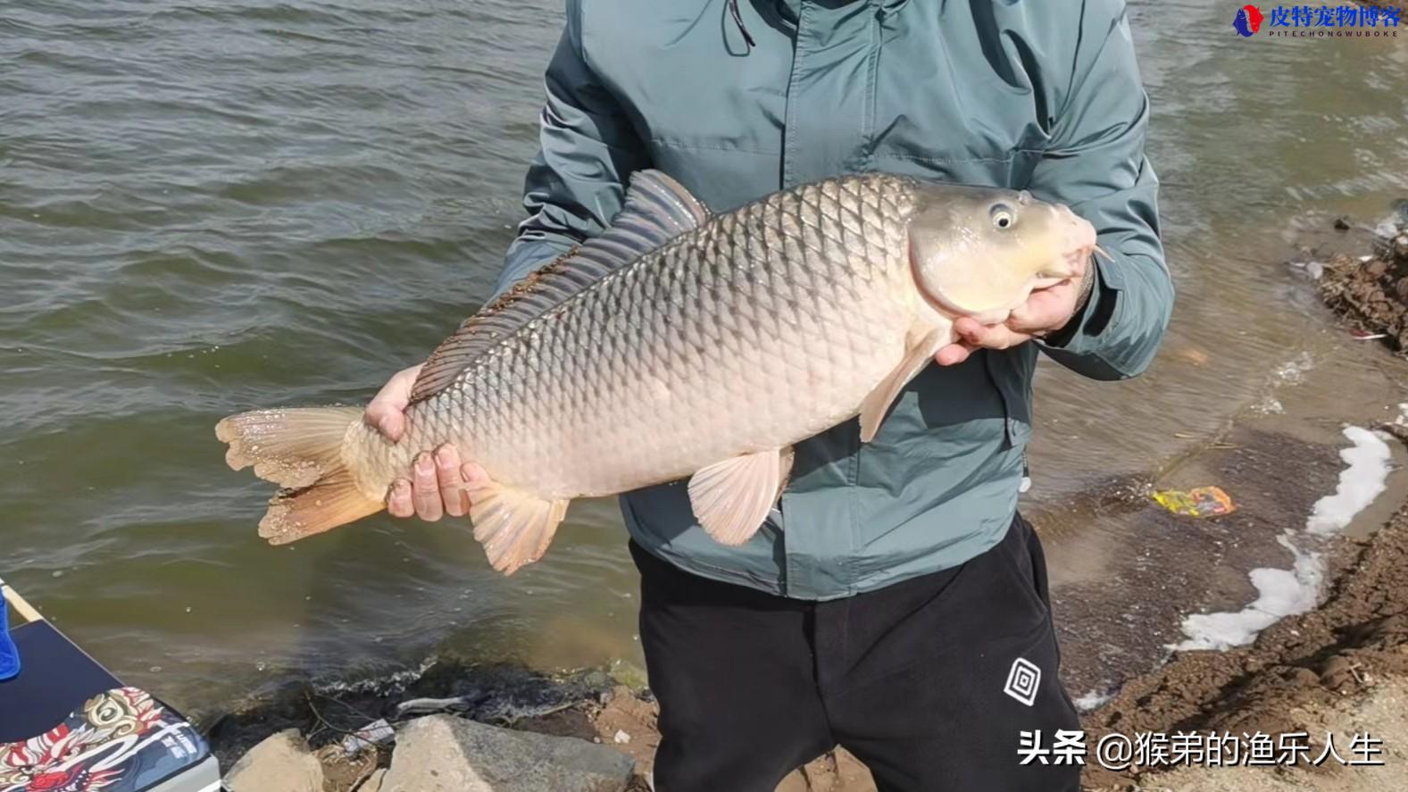 夏天阴天钓鱼钓深还是钓浅，适合钓什么鱼，夏天钓多深水合适