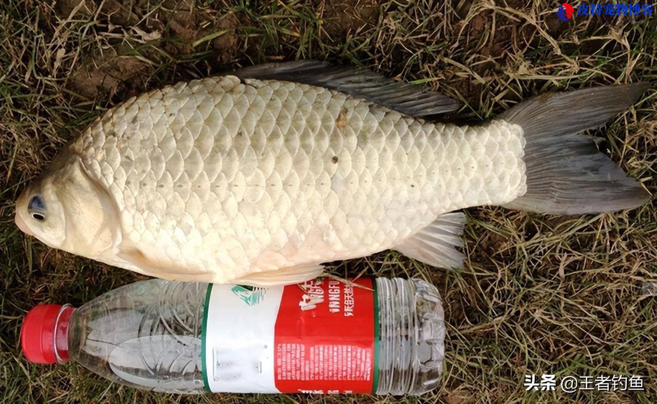 夏季钓鱼用腥味还是香味饵料，用老三样如何搭配，钓鱼味型的调味技巧