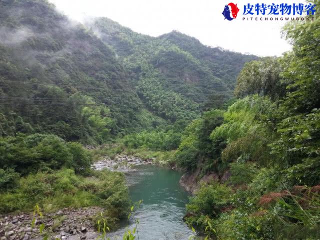 钓溪石斑鱼用什么饵料最好，用几号线和几号钩，溪石斑鱼介绍