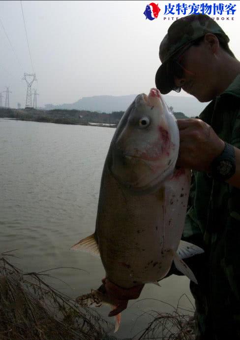 蝴蝶钩钓鱼犯法吗为什么，用串钩好还是单钩，流氓钓法是什么意思