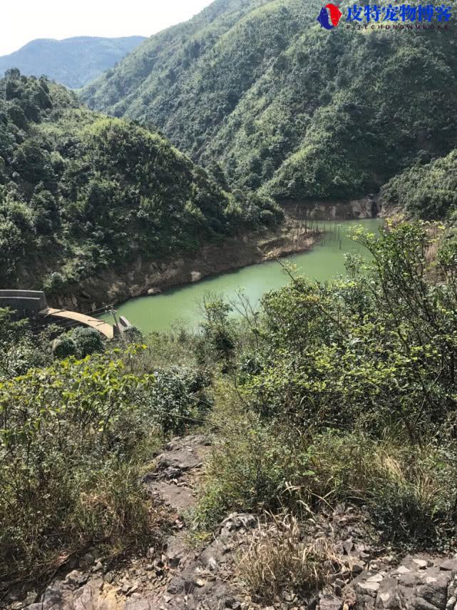 钓溪石斑鱼用什么饵料最好，用几号线和几号钩，溪石斑鱼介绍