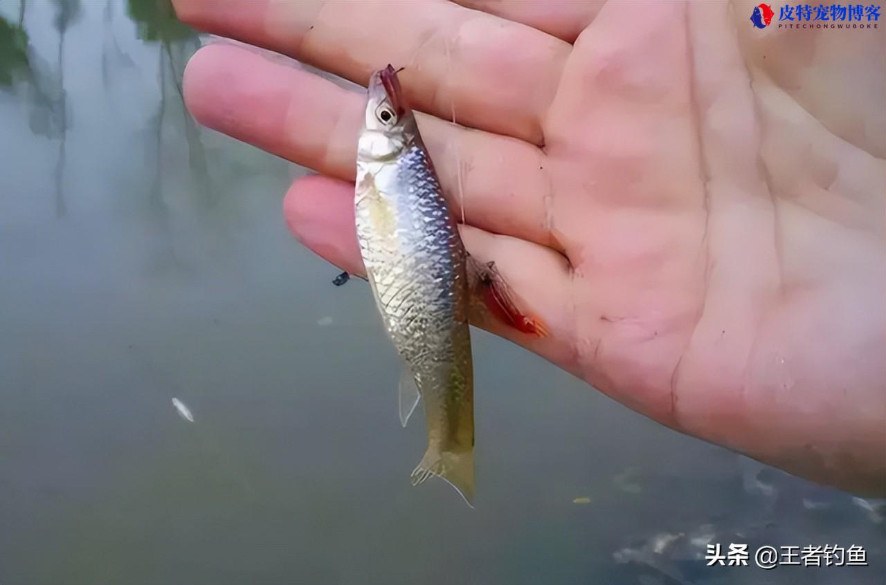 夏季钓鱼用腥味还是香味饵料，用老三样如何搭配，钓鱼味型的调味技巧