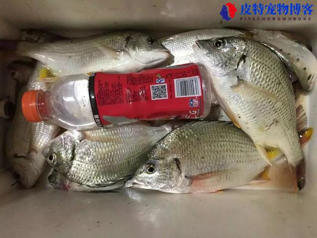 近岸海钓路亚用什么鱼饵，用蚯蚓行吗，用什么方法钓多