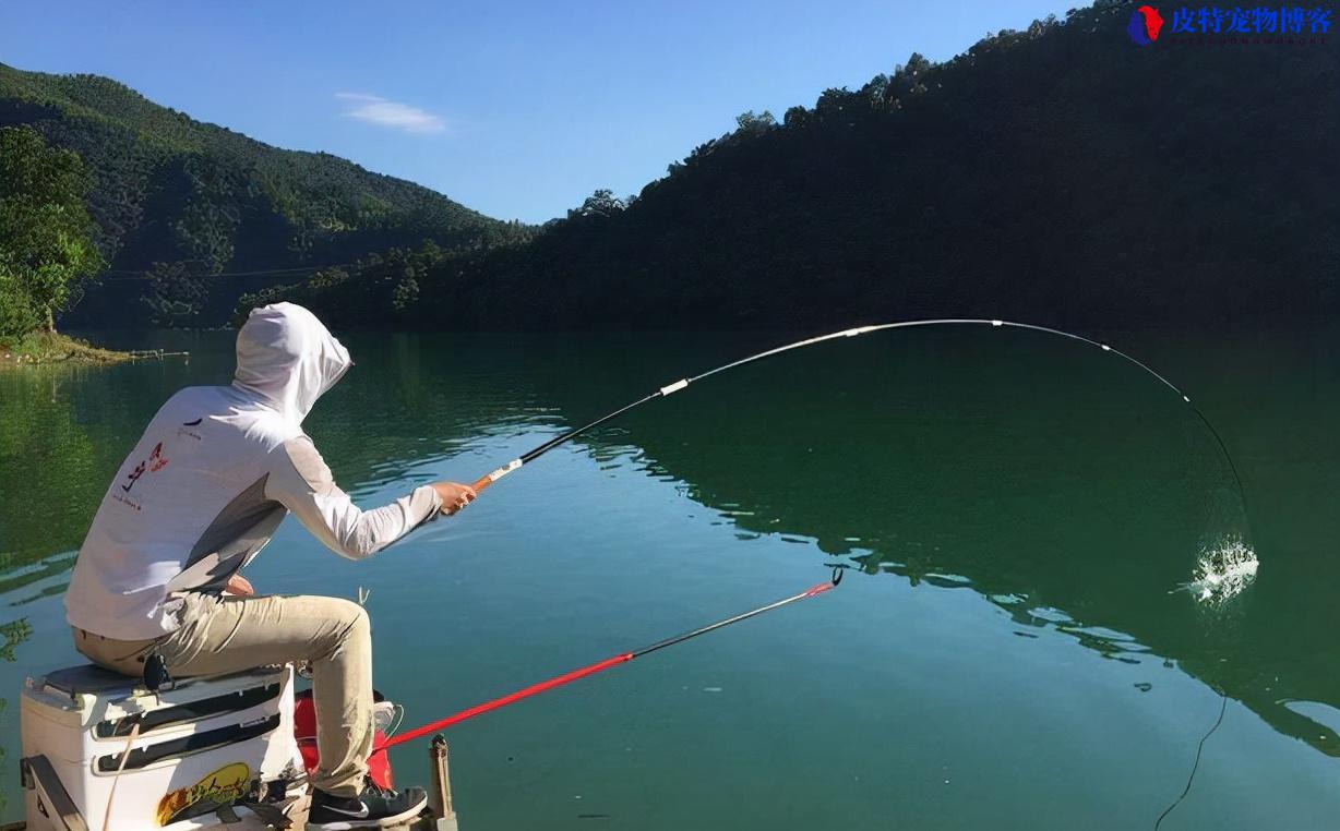 鲤鱼怎么钓浮怎样调漂，用什么饵，钓底还是钓浮好一点