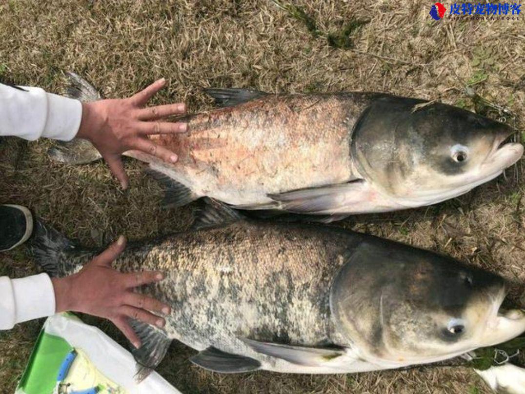 钓鲢鳙用多大的漂，用多粗的主线，钓鲢鳙方法技巧图解