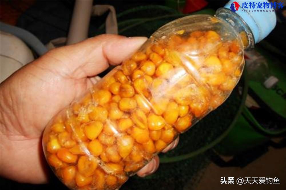 老玉米钓鱼饵料的制作方法，用什么酒好，怎样用老包谷做钓鱼饵料