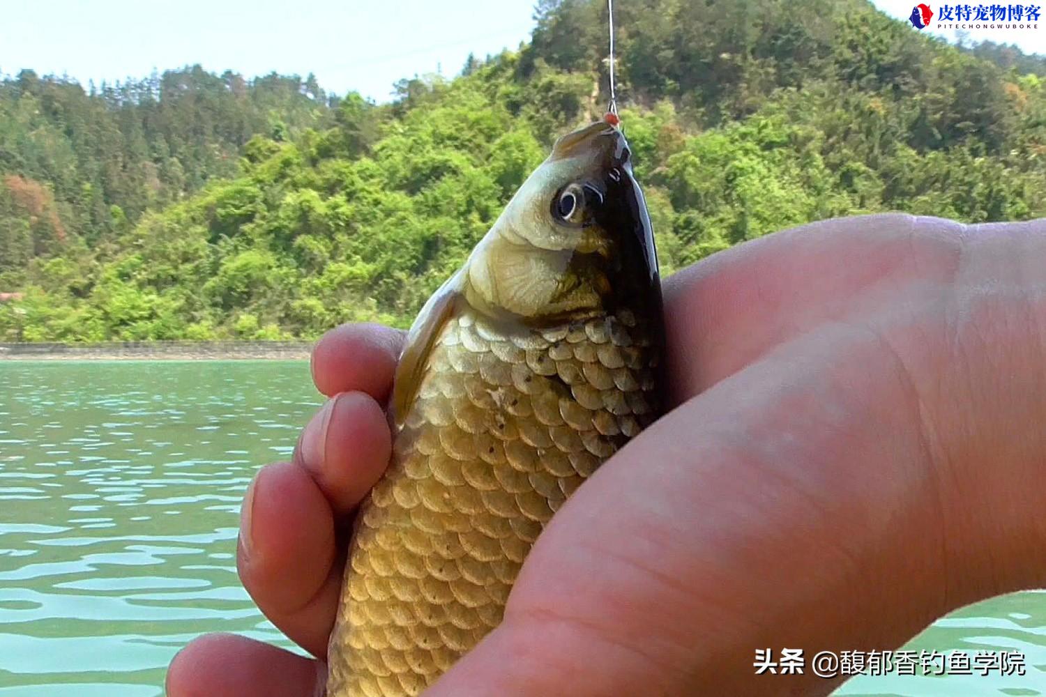 夏天野钓鲫鱼最佳配方大全，红虫好还是蚯蚓好，钓鲫鱼配什么饵料