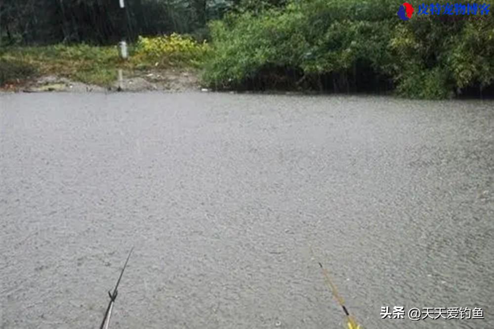 夏季下雨天钓鱼鱼口好吗怎么钓，夏季下雨天钓鱼技巧口诀