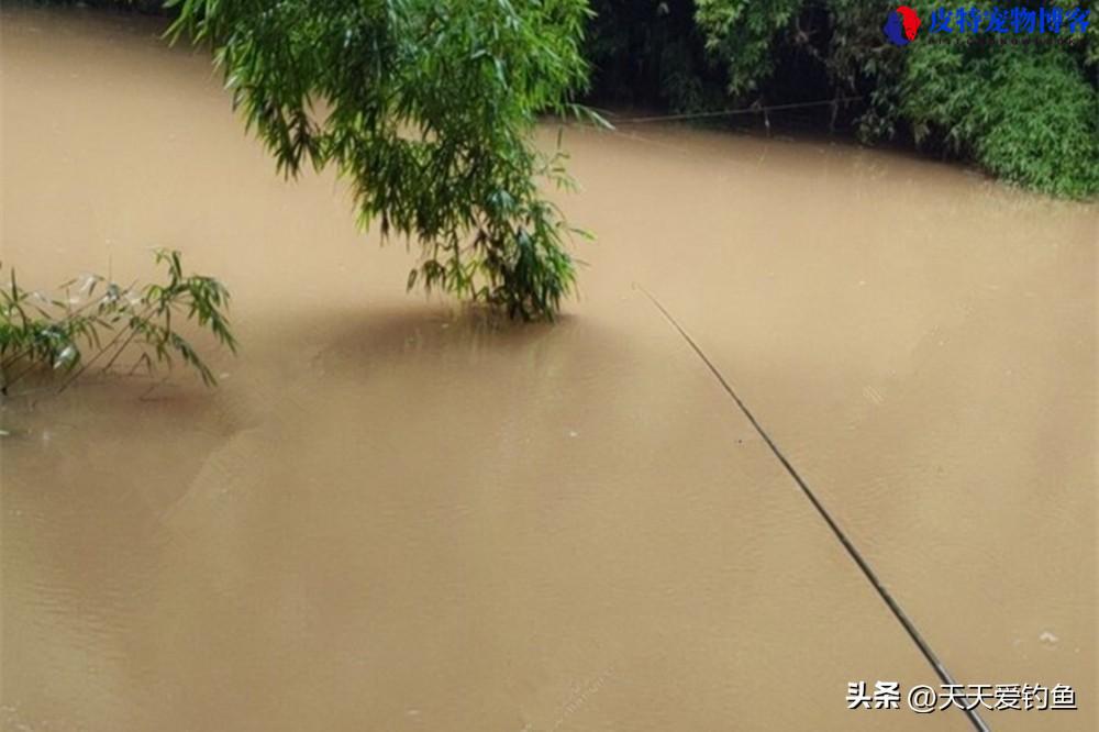 夏季下雨天钓鱼鱼口好吗怎么钓，夏季下雨天钓鱼技巧口诀