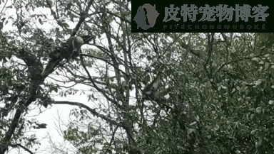 成都哪里看大熊猫最好，成都哪里可以近距离接触大熊猫