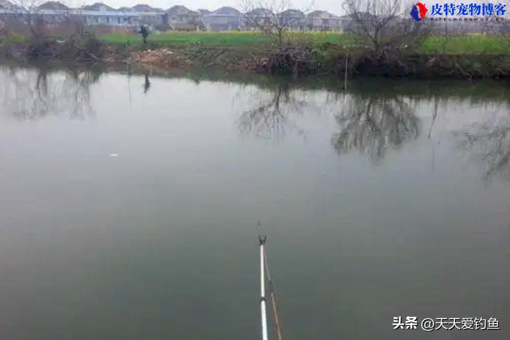 夏季下雨天钓鱼鱼口好吗怎么钓，夏季下雨天钓鱼技巧口诀