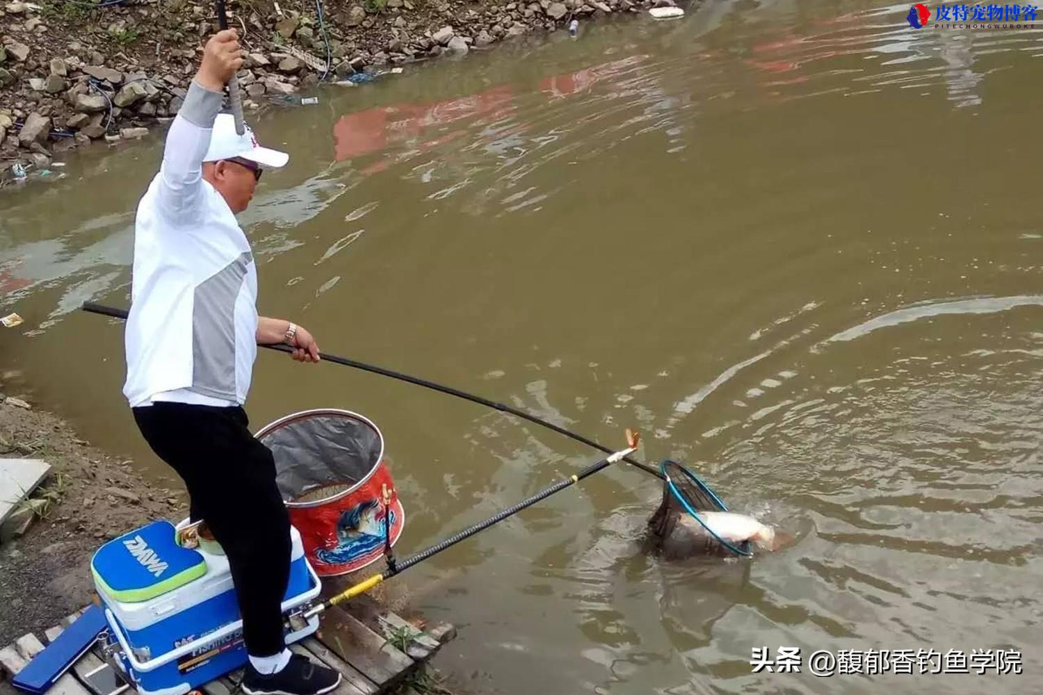 黑坑钓鱼技巧大全口诀，钓黑坑的顺口溜，新手必看