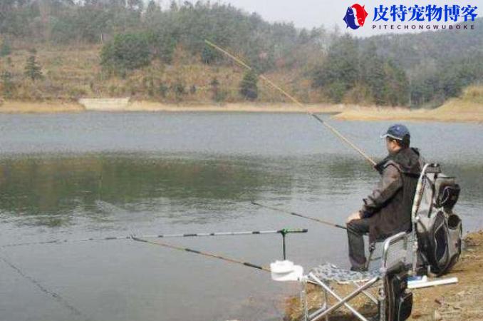 红虫粉钓鱼的使用方法和用量，怎么配鱼饵，秋冬季钓大板鲫用什么饵料