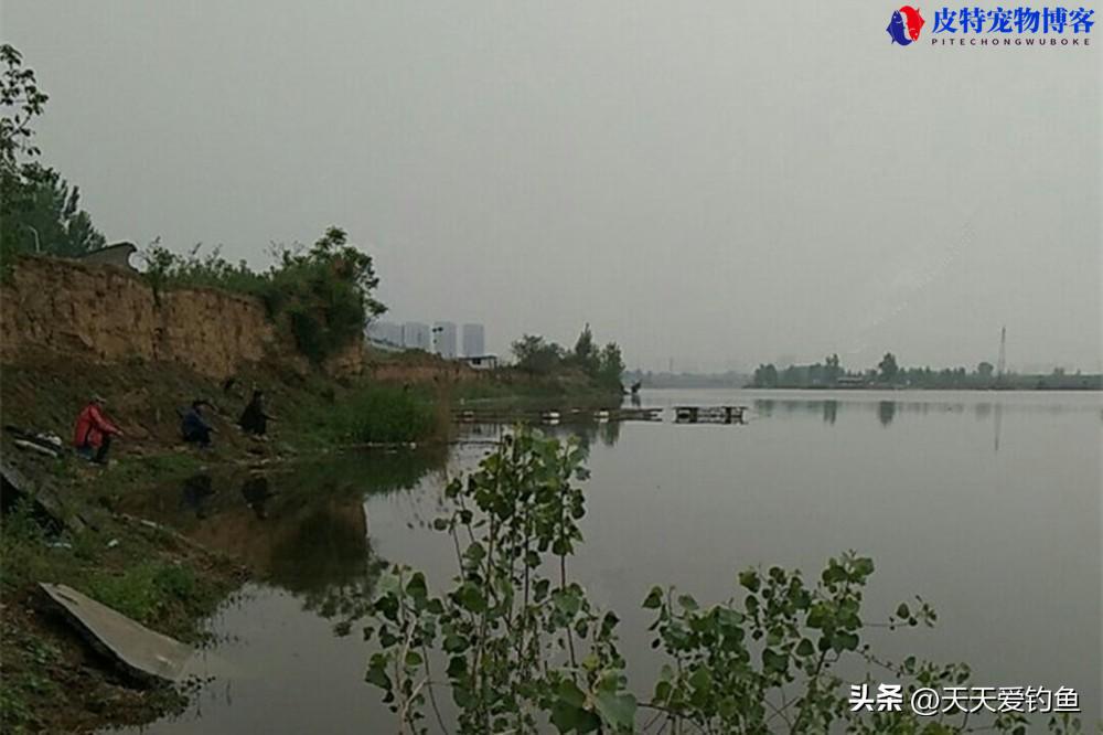 夏季下雨天钓鱼鱼口好吗怎么钓，夏季下雨天钓鱼技巧口诀