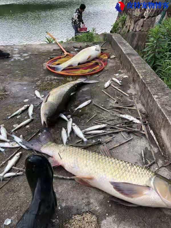 6月份钓鱼深水还是浅水好钓，钓什么鱼合适，钓水库大概钓多深