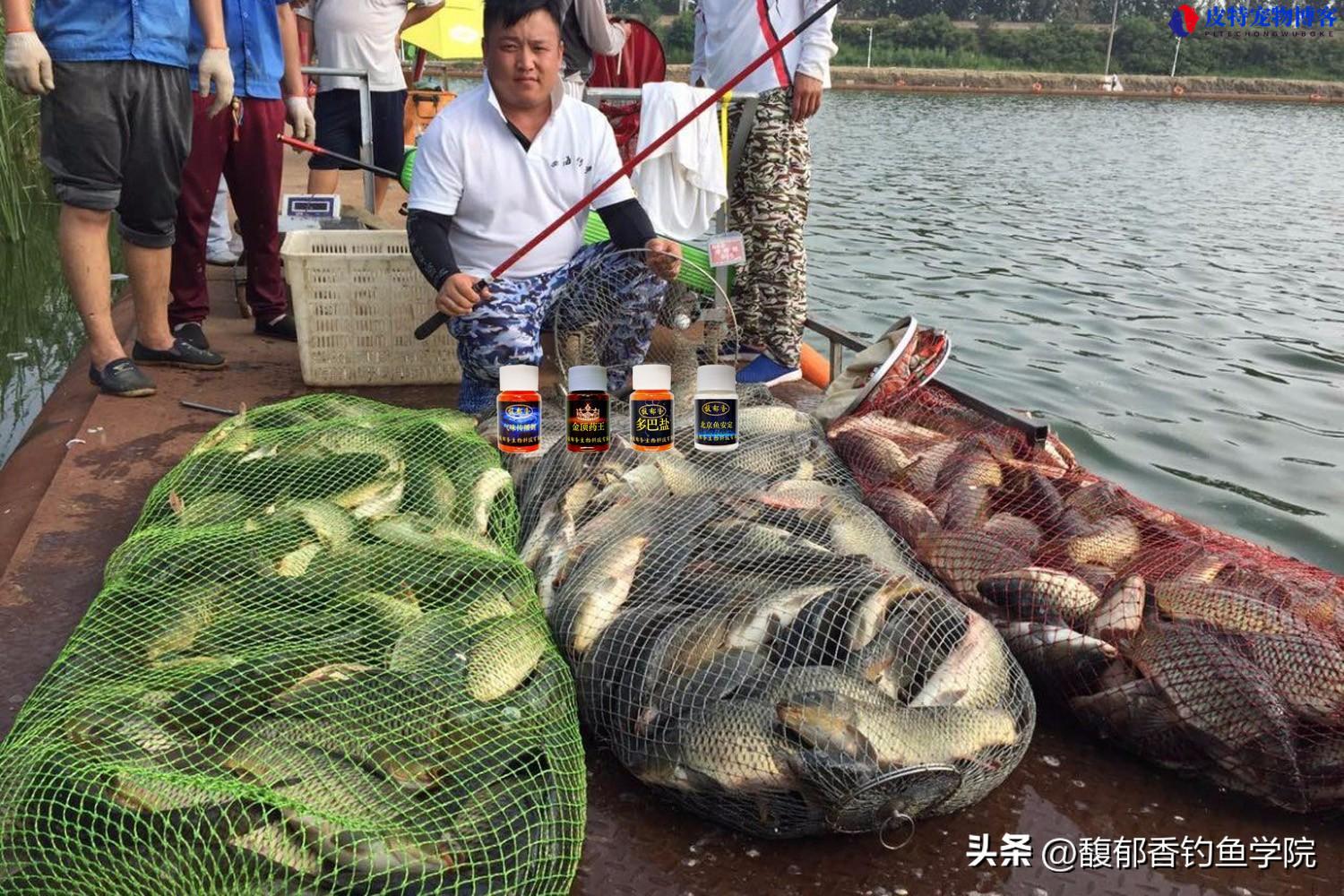 黑坑钓鱼技巧大全口诀，钓黑坑的顺口溜，新手必看