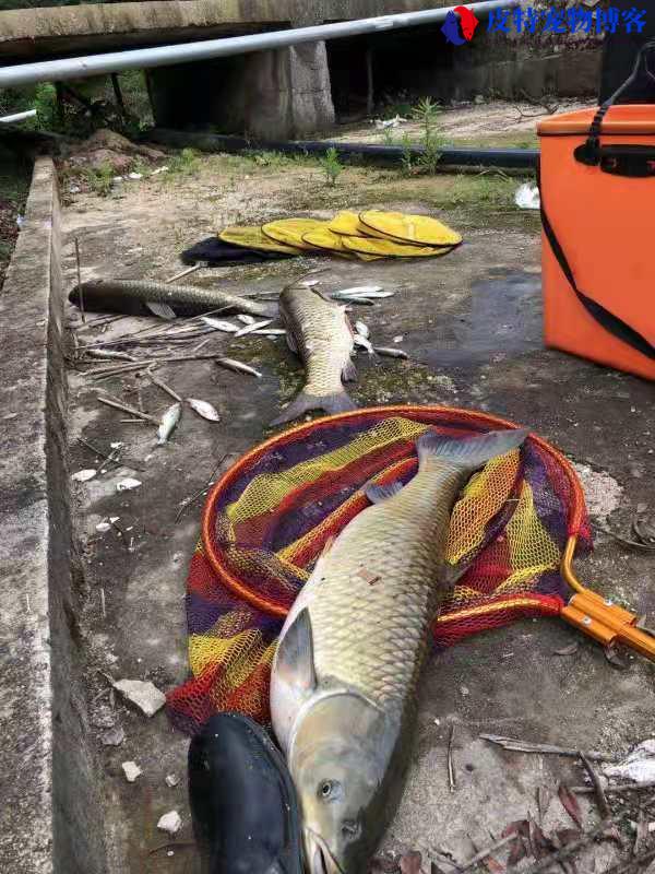 6月份钓鱼深水还是浅水好钓，钓什么鱼合适，钓水库大概钓多深