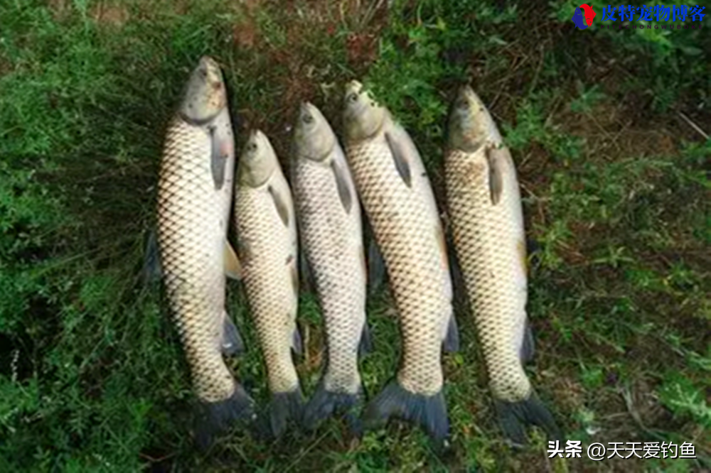 夏季下雨天钓鱼鱼口好吗怎么钓，夏季下雨天钓鱼技巧口诀