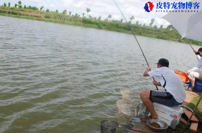 夏季阴天钓鱼钓深还是钓浅，钓底还是钓浮，闷热天气钓鱼技巧