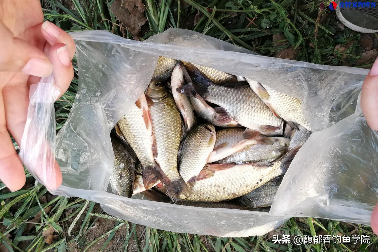 夏天野钓鲫鱼最佳配方大全，红虫好还是蚯蚓好，钓鲫鱼配什么饵料