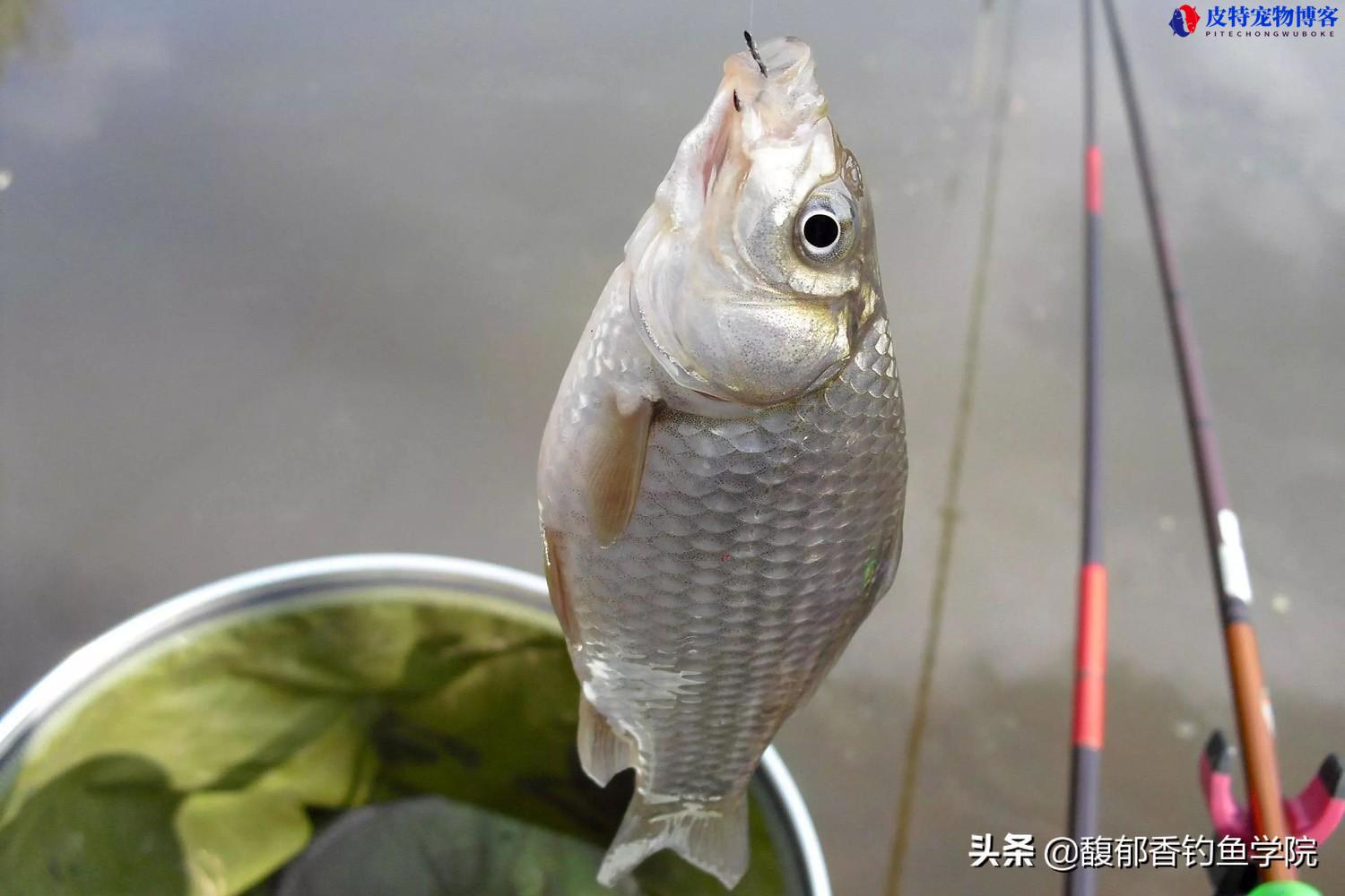 夏天野钓鲫鱼最佳配方大全，红虫好还是蚯蚓好，钓鲫鱼配什么饵料