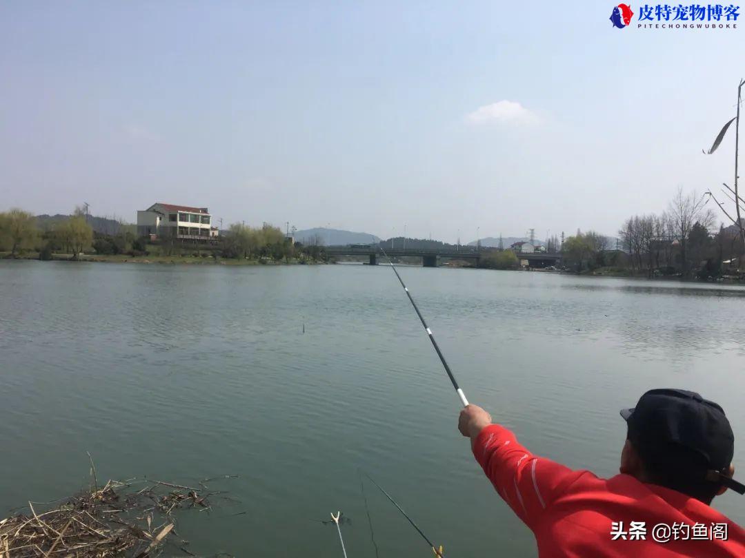 野钓鱼竿几米的最好最实用最安全，野钓3.6鱼竿会不会太短