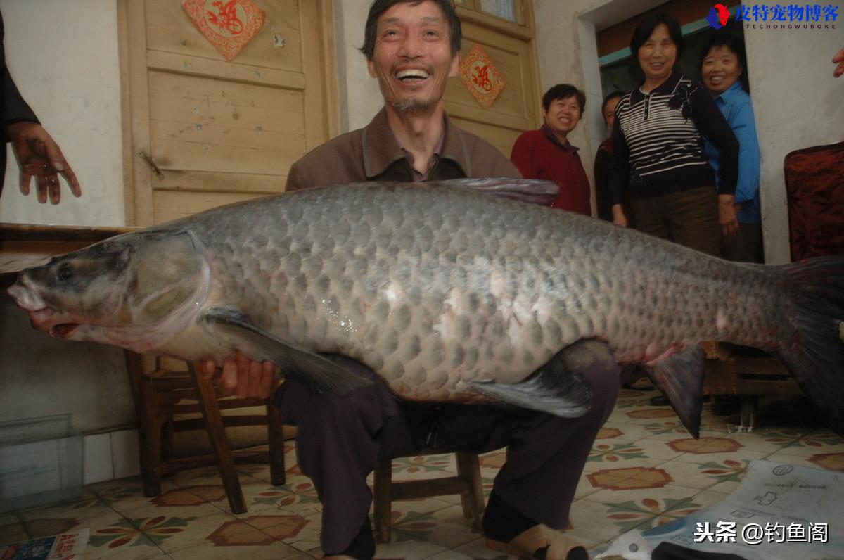 钓大鱼用什么鱼饵最好野钓，用什么打窝最好，一般钓大鱼用什么鱼饵