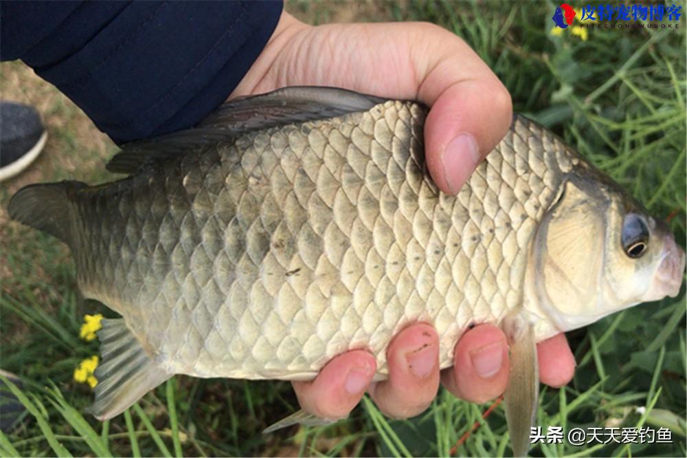 夏天野河钓鲫鱼用什么饵料最好,用什么方法才能钓到