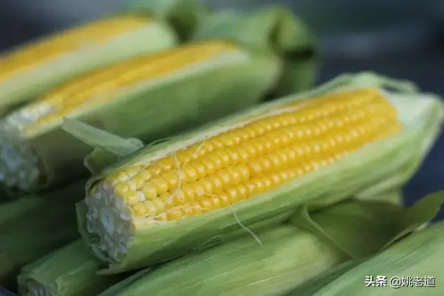 夏天夜钓手竿玉米钓翘嘴鱼的钓法，手竿钓翘嘴的技巧和方法