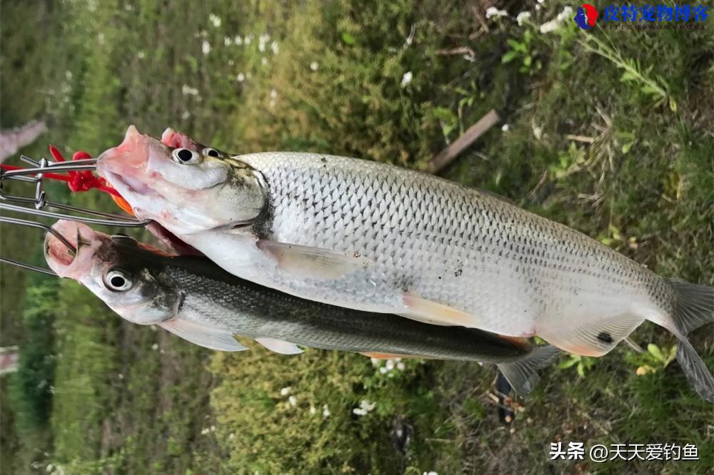 夜钓路亚翘嘴技巧，用什么假饵最好，玉米翘嘴绝杀钓法