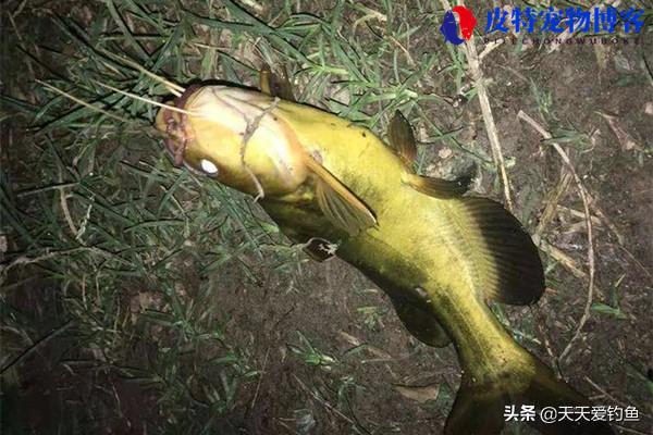 钓昂刺鱼的最佳时间几点，如何钓昂刺鱼什么时间钓合适