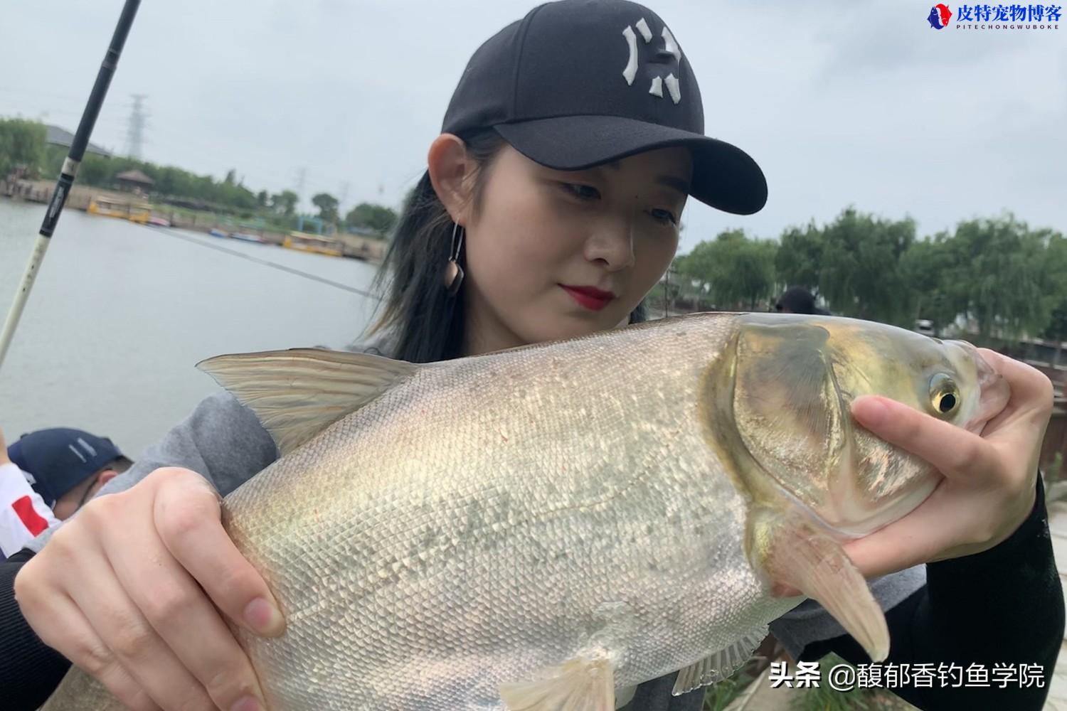 钓鲢鳙有口打不到鱼怎么回事，钓深了还浅了，钓鲢鳙为什么有口打不到鱼