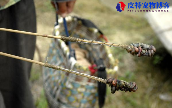 桃源 新手怎么钓黄鳝，黄鳝洞怎么找，如何钓黄鳝钓鳝鱼的技巧和方法