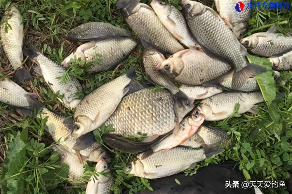 夏季钓鲫鱼饵料配方大全，用腥还是香，简单自制夏秋钓鲫鱼饵