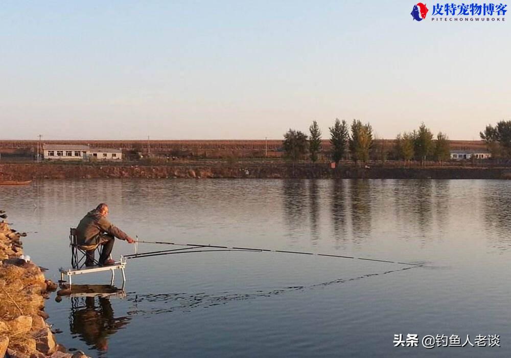 鲢鳙一天中什么时候好钓，鲢鳙几点钓，钓鲢鳙什么季节什么时间最好钓