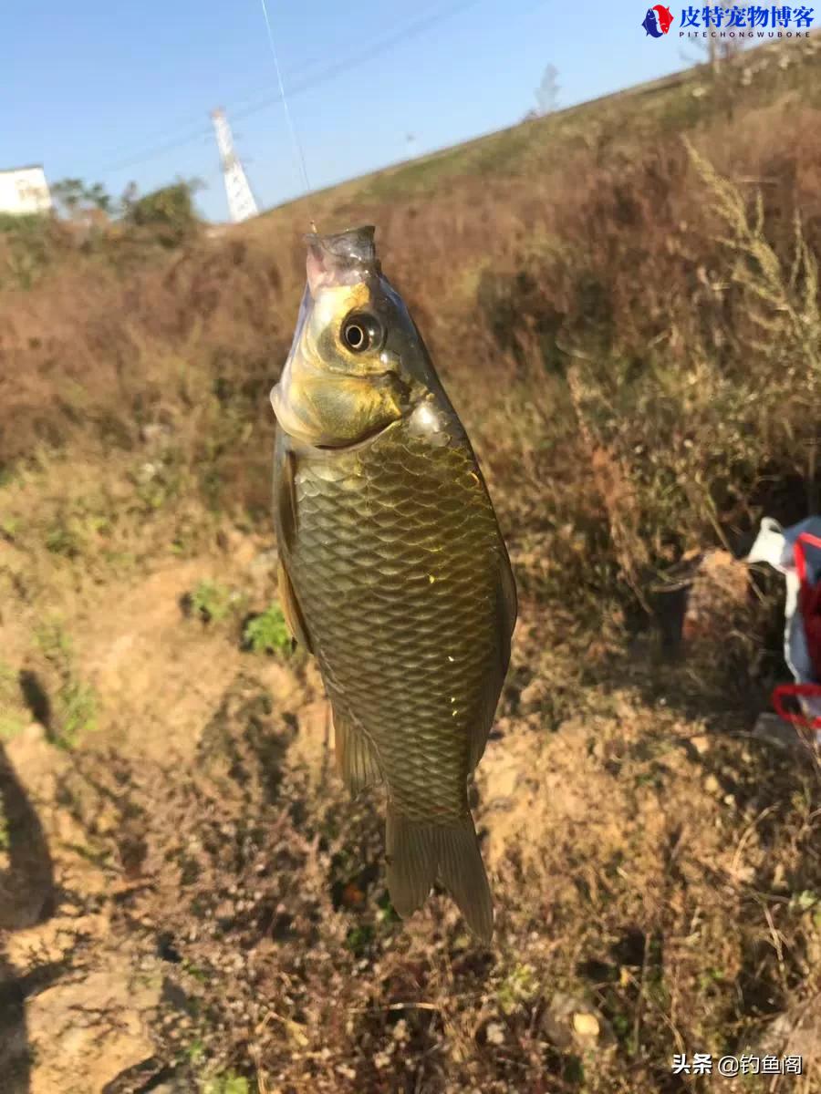 野钓用几h的鱼竿好一点，一般用多长的鱼竿比较合适，硬竿好还是软竿好