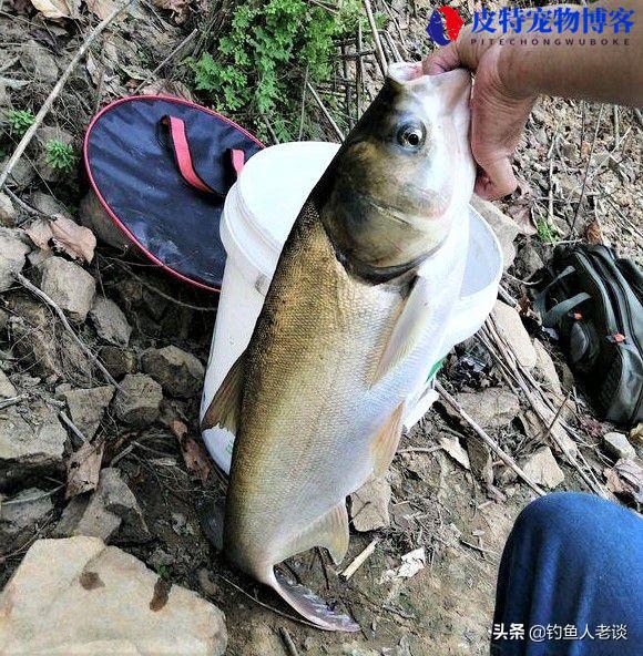 鲢鳙一天中什么时候好钓，鲢鳙几点钓，钓鲢鳙什么季节什么时间最好钓