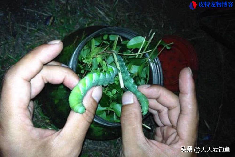 钓鱼料配方大全 自配，饵料配方大全野钓，专钓草鱼用什么饵料