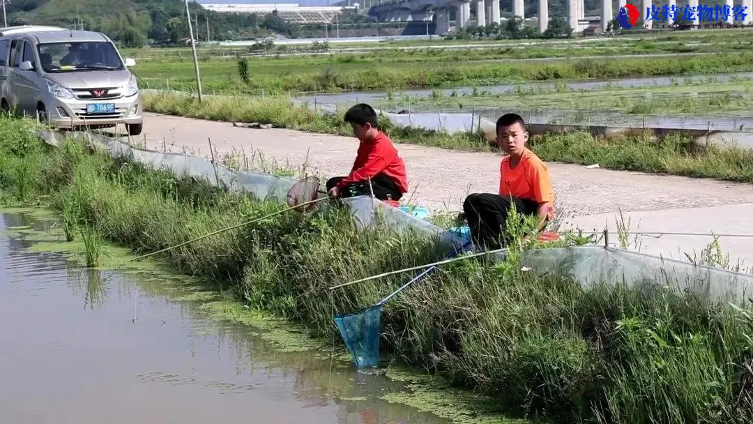 怎么钓小龙虾，什么时候钓龙虾最合适，钓虾乐趣多