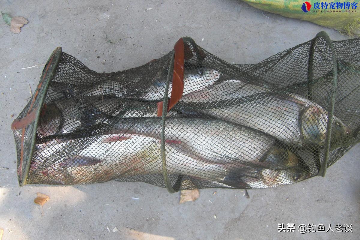 鲢鳙一天中什么时候好钓，鲢鳙几点钓，钓鲢鳙什么季节什么时间最好钓